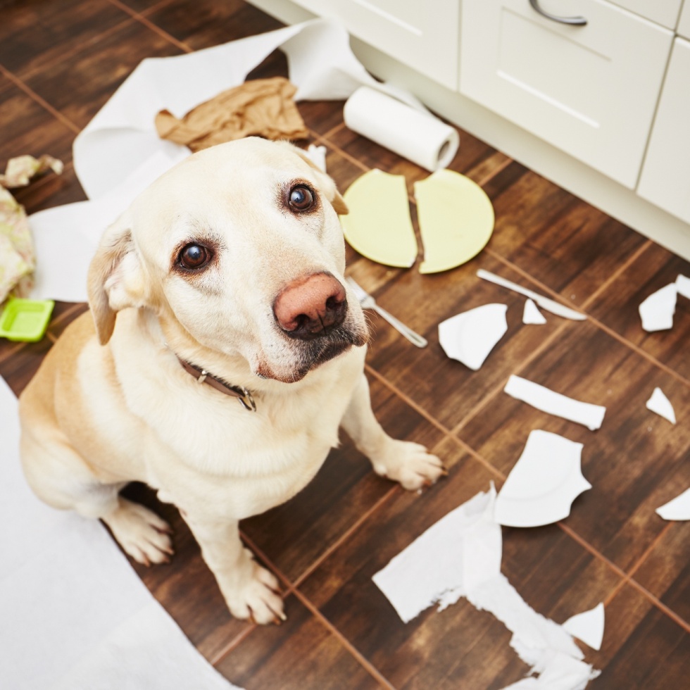 How to tell if your dog did something bad