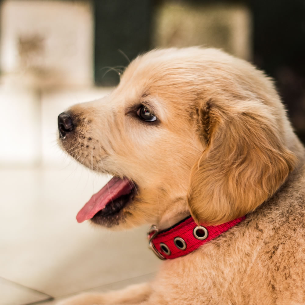 how to name a family pet